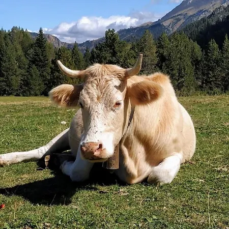 Rural -la Seu D'urgell-andorra